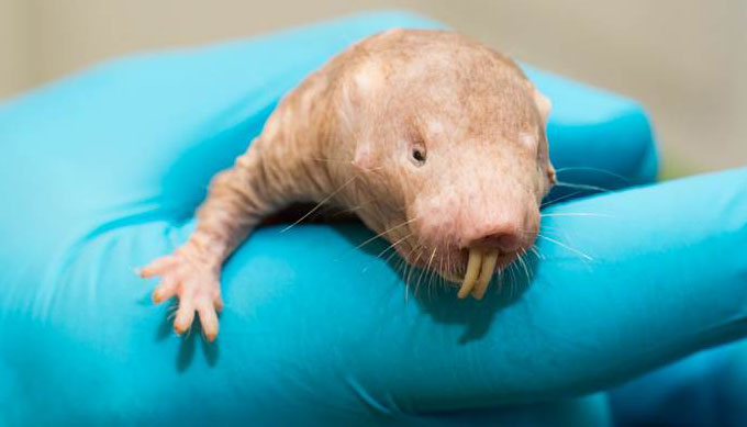 Naked mole rat