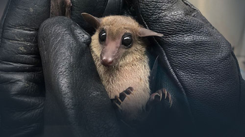 Photo of bat