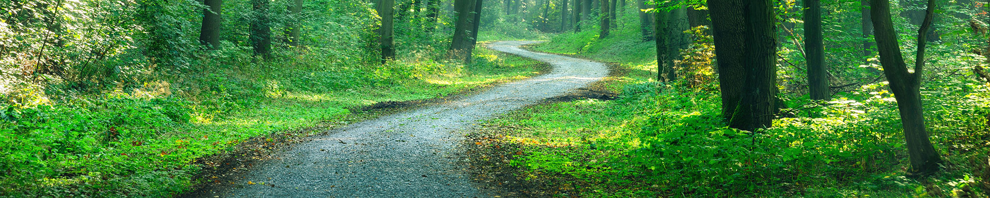 Stone path through trees