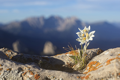 Flower growing out of a rock