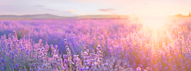 field of lavendar