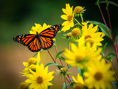 butterfly and flowers