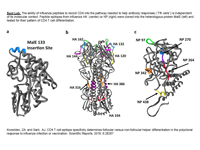 description of research in Sant lab