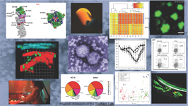 description of research in Topham lab