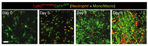 Research Images from Dr. Kim's published paper