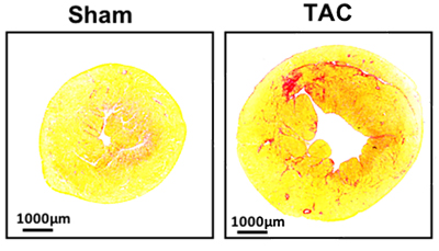 Sham TAC photo