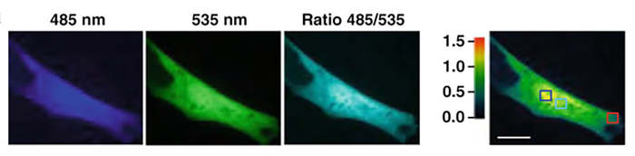 rat fibroblasts