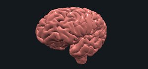 brain image