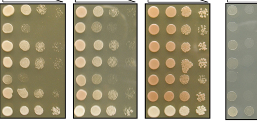 biochemistry photo 4