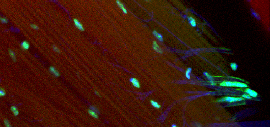 biochemistry photo 8