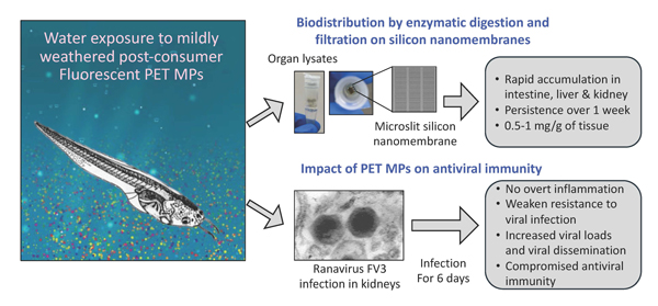 Illustration of bio-distribution of microplastics in water