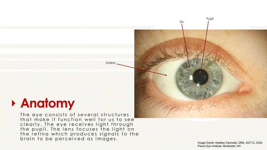 healthy eyes slide 4