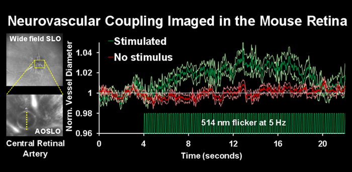 BF_Neurovascular-coupling