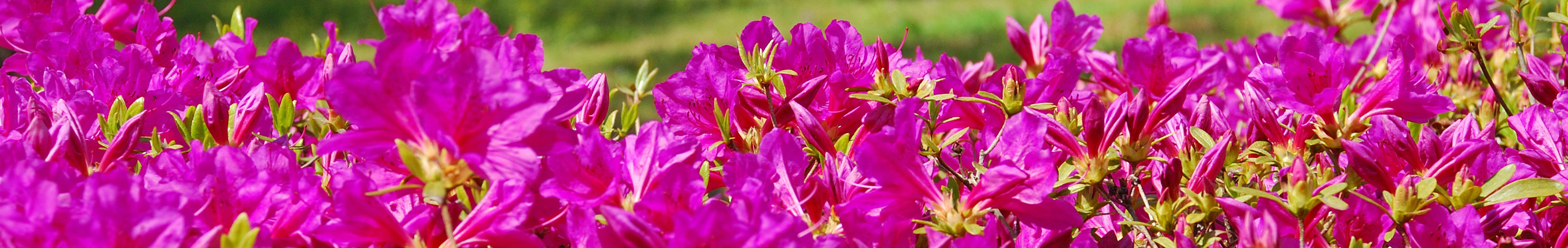 pink flowers