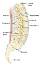 Spinal Column