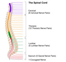 Spinal Cord