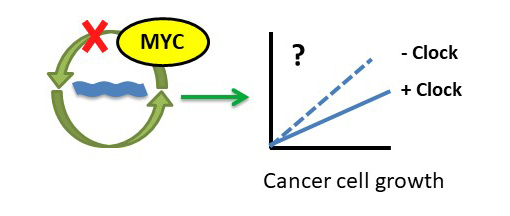 Tumor suppression