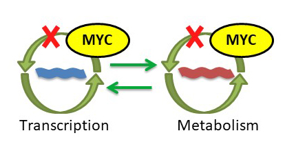 MYC disruption