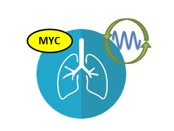 MYC and the clock
