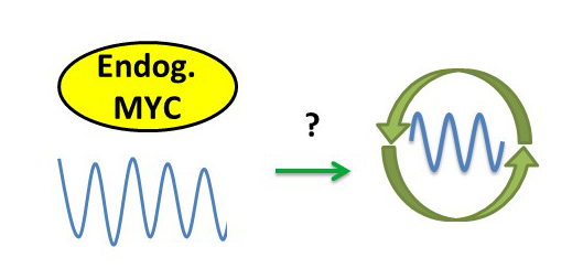 Endogenous MYC