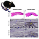 Engineering Scarless Repair of Tendon Injuries