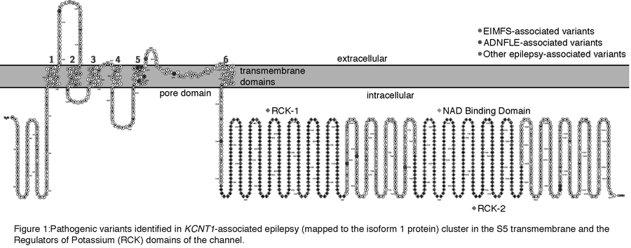 KCNT1 Diagram