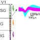 Image of action potentials next to a neuronal layer map