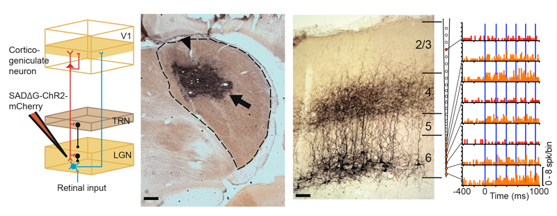 Compilation of illustrations showing neurons in the geniculate