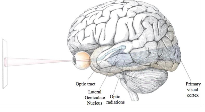 Illustration of a brain.