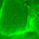 Protective Adaptation of Articular Cartilage in Response to Mechanical Loads