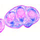 Role of Ca<sub>V</sub>1.2 in Tendon Formation