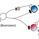 Computational Models for Central Auditory Neurons