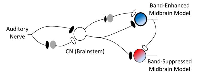 Midbrain Schematic