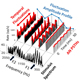 Auditory Processing of Complex Sounds