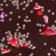 bone marrow derived macrophages