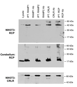 RCP gels