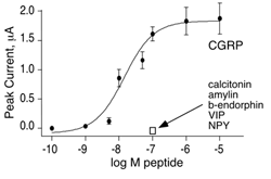 CGRP clone