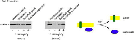 salt extraction of hydrophilic protein