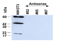 Antisense cell lines