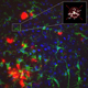 Stained Microglia