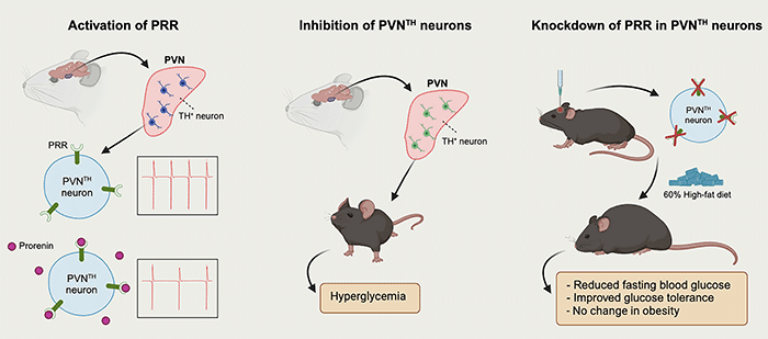 Role of (pro)renin receptor in tyrosine hydroxylase neurons in the PVN