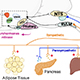 Neural mechanisms regulating blood glucose homeostasis