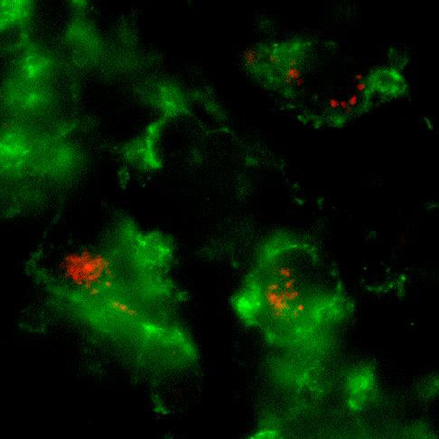 PKH26-labeled L. major inside CD11b+ macrophages in the infected ear