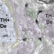 Dopamine and Stress: Circuits Through the Extended Amygdala