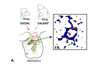 Illustration of Amygdala histology