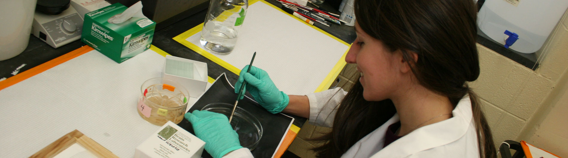 Photo of technician working with petri dishes