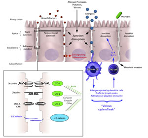 epithelial cells