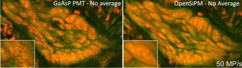 GaAsP PMT - No Average versus OpenSiPM - No Average comparison at 50 MP/s