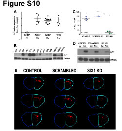 Supplemental figure 10