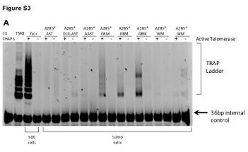 Supplemental figure 3